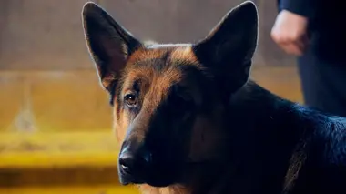 Hudson et Rex S01E02 Une mort spectaculaire
