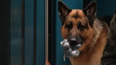 Hudson et Rex S06E09 Tel père, tel fils