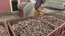 Visuel de Huîtres, bientôt la fin ?