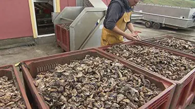 Huîtres, bientôt la fin ?