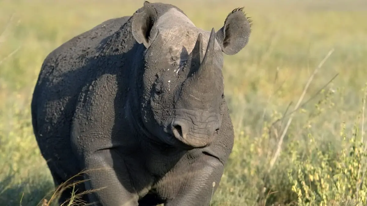 Humains confinés, animaux libérés