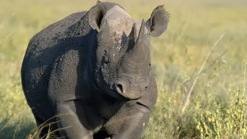 Humains confinés, animaux libérés