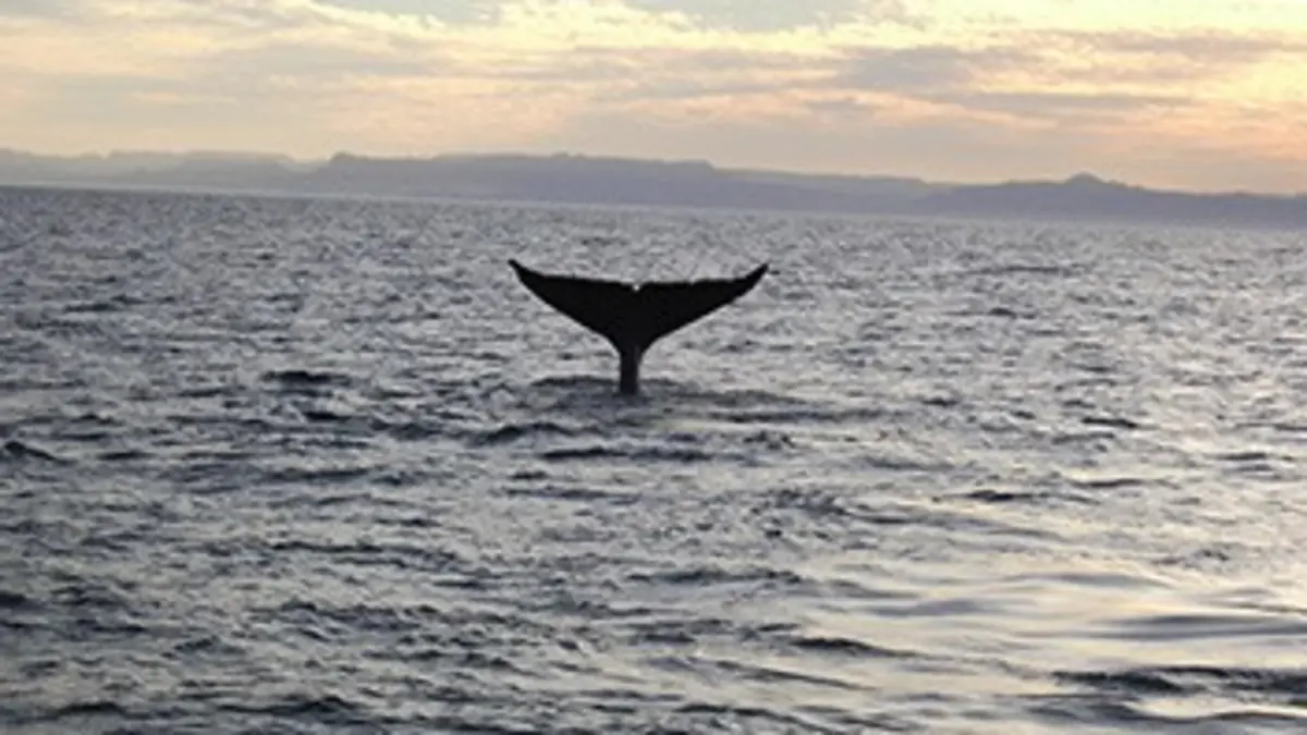 Humanima Avec les géants bleus de la mer de Cortès