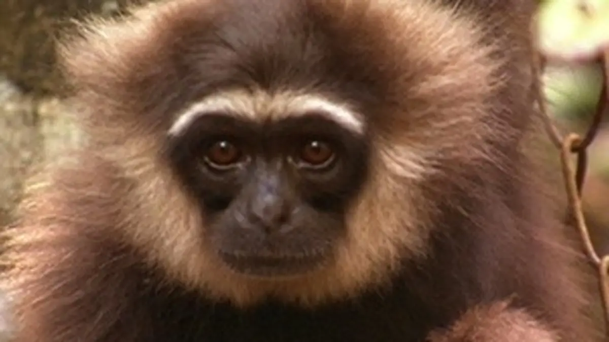 Humanima Vivre au pays des gibbons