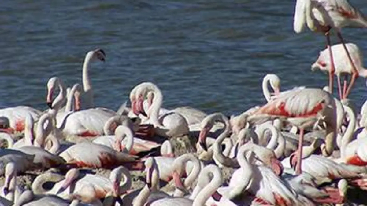 Humanima S03E01 Migrer comme un oiseau