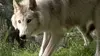 En quête du loup