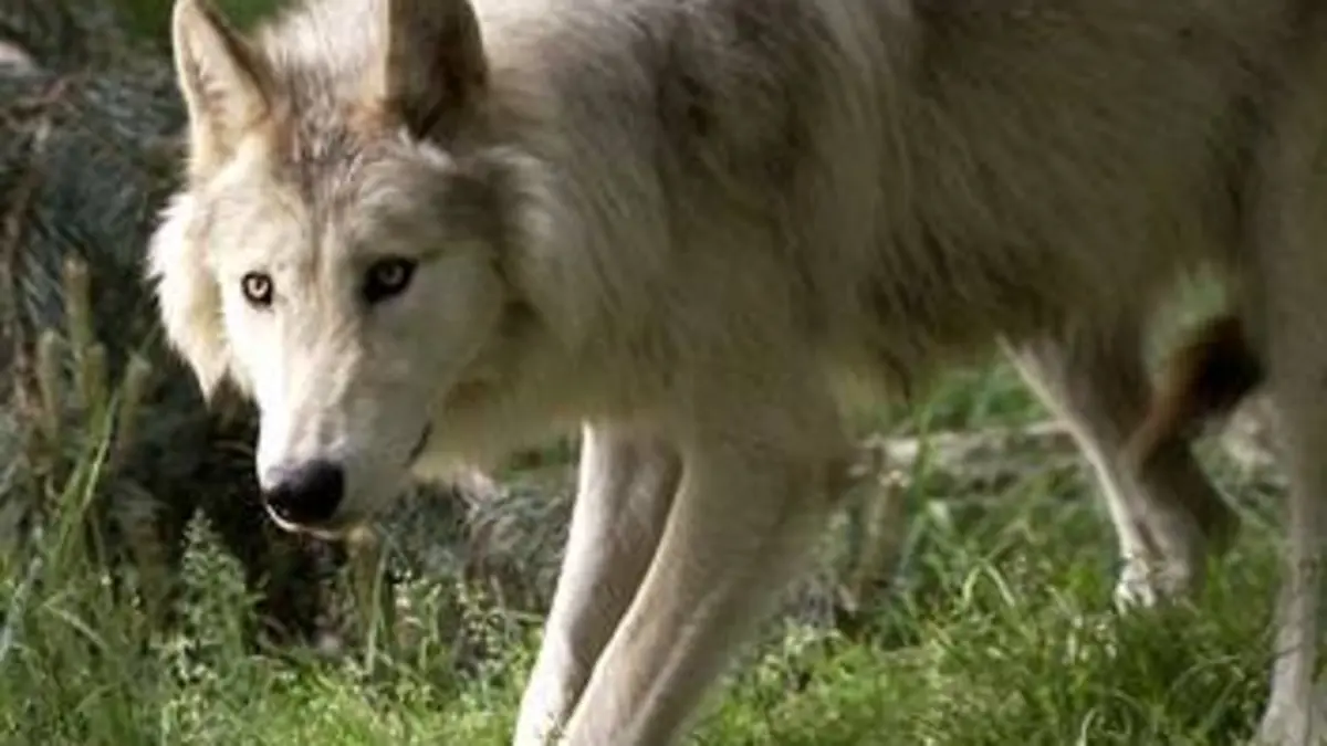 Humanima S03E03 En quête du loup