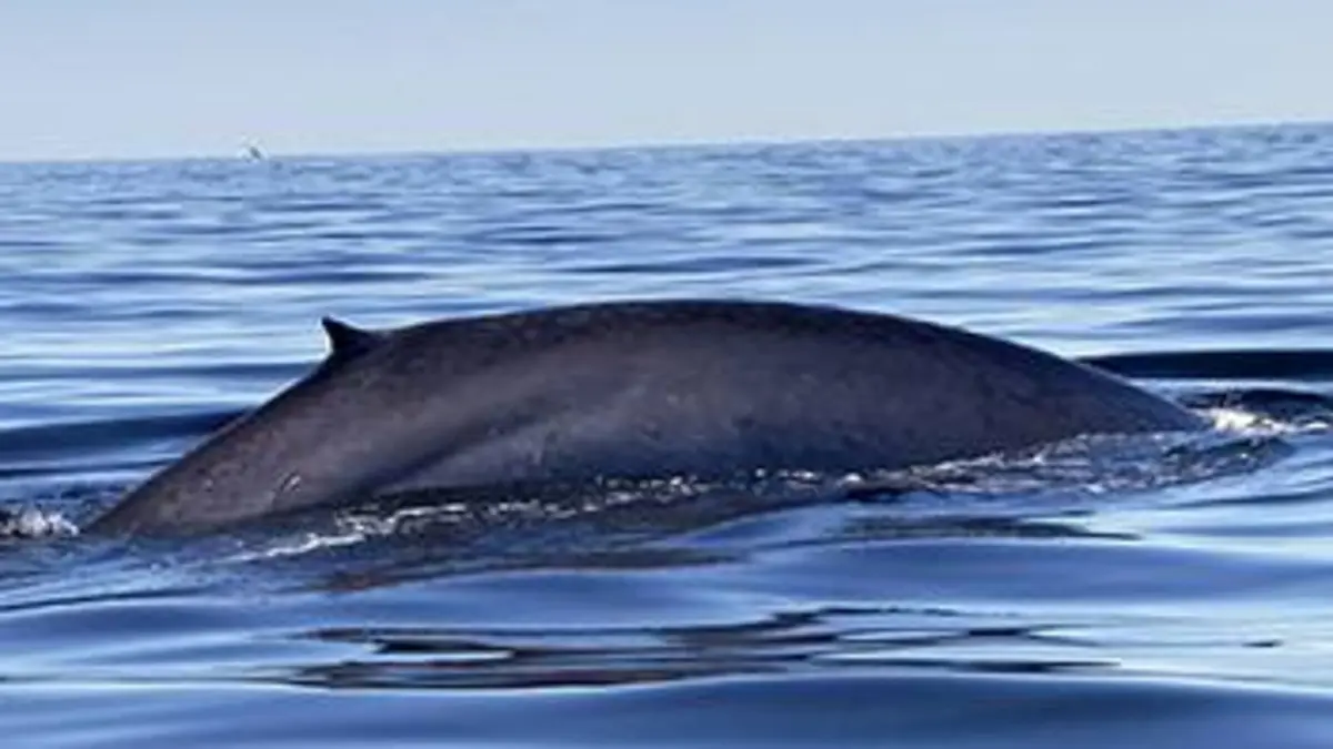 Humanima S03E04 L'appel du large