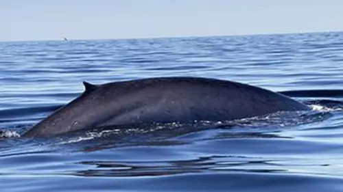 Humanima S03E04 L'appel du large