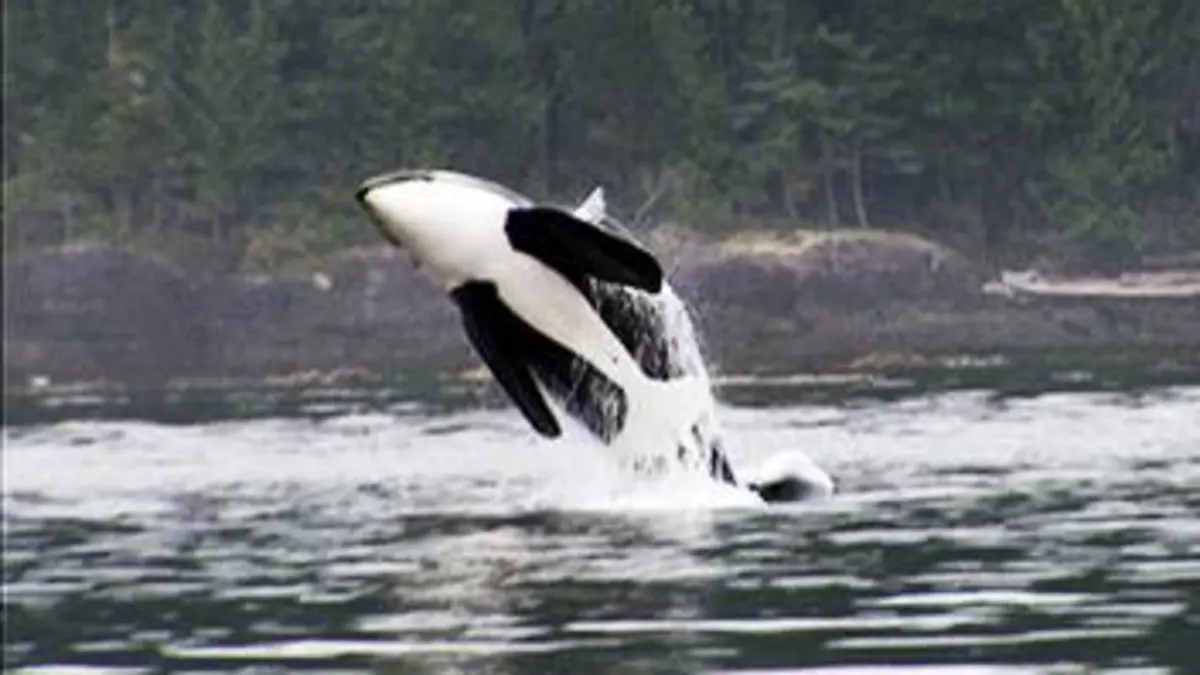 Humanima S03E08 L'écho de la mer