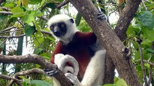 Humanima S03E10 Au paradis des lémuriens