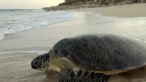 Humanima S04E01 A la rescousse des tortues marines