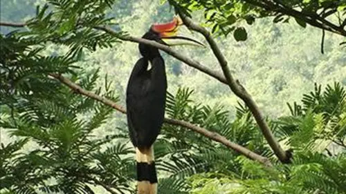 Humanima S04E02 La grand-mère des Calaos