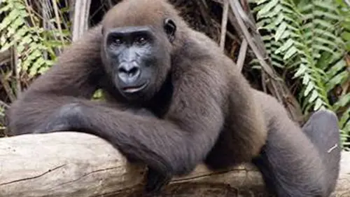 Humanima S04E03 Des gorilles et des hommes