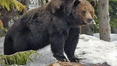 Humanima S04E04 Au pays des grizzlis