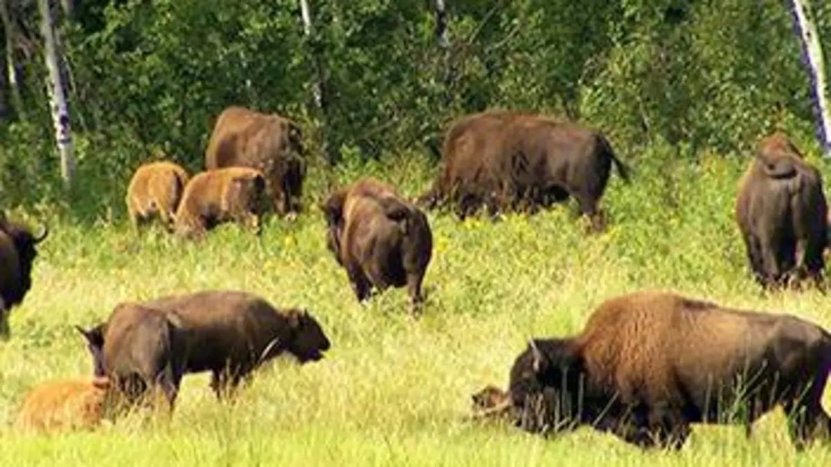 Humanima S04E07 Le retour du bison des plaines