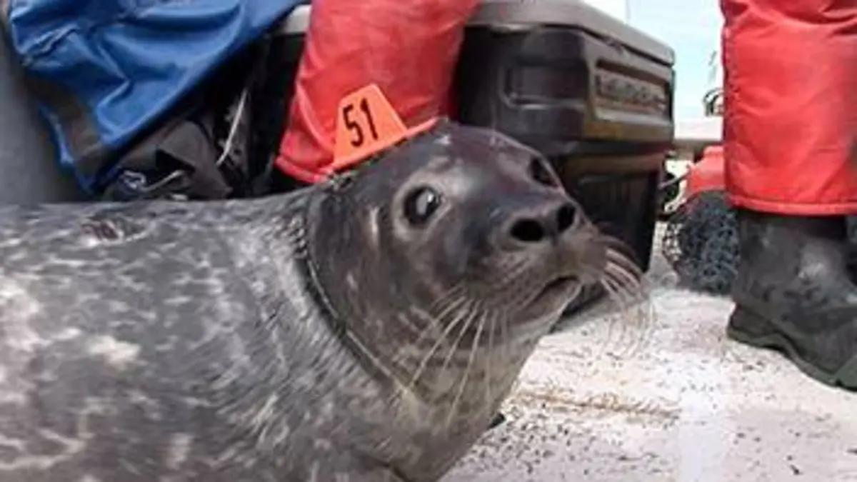 Humanima S04E08 Vivre avec les mammifères marins