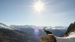 Ibex, dans les pas du bouquetin