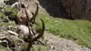 Ibex, dans les pas du bouquetin