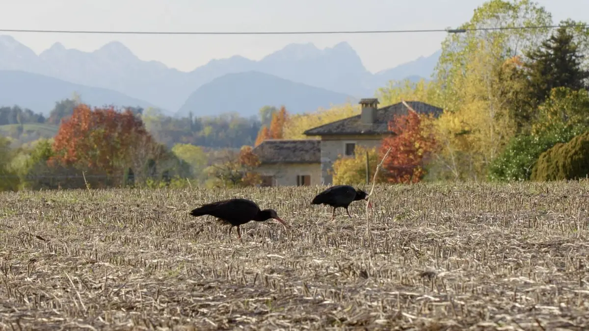 Ibis chauve : le retour d'un oiseau rare