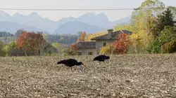 Ibis chauve : le retour d'un oiseau rare