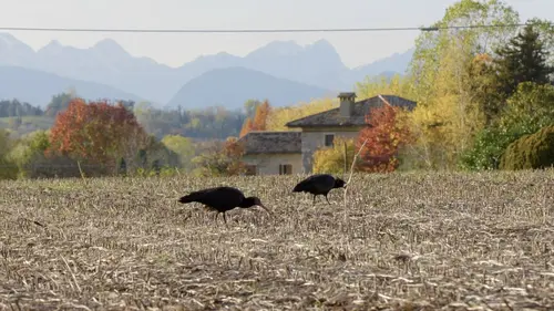 Ibis chauve : le retour d'un oiseau rare