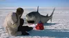 2016 • Ice Sharks : requins des glaces ⭐ 1.67 Tracy