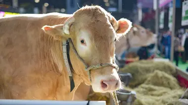 Ici au Salon de l'agriculture