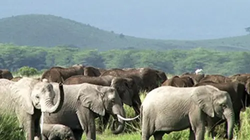 Icônes de la vie sauvage E01 Les géants végétariens
