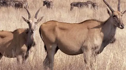 Icônes de la vie sauvage E02 Les antilopes