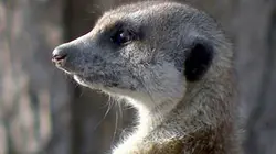 Visuel de Icônes de la vie sauvage