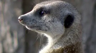 Les petits animaux d'Afrique