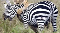 Visuel de Icônes de la vie sauvage