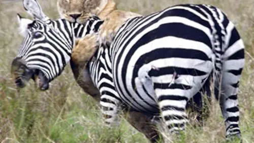 Icônes de la vie sauvage