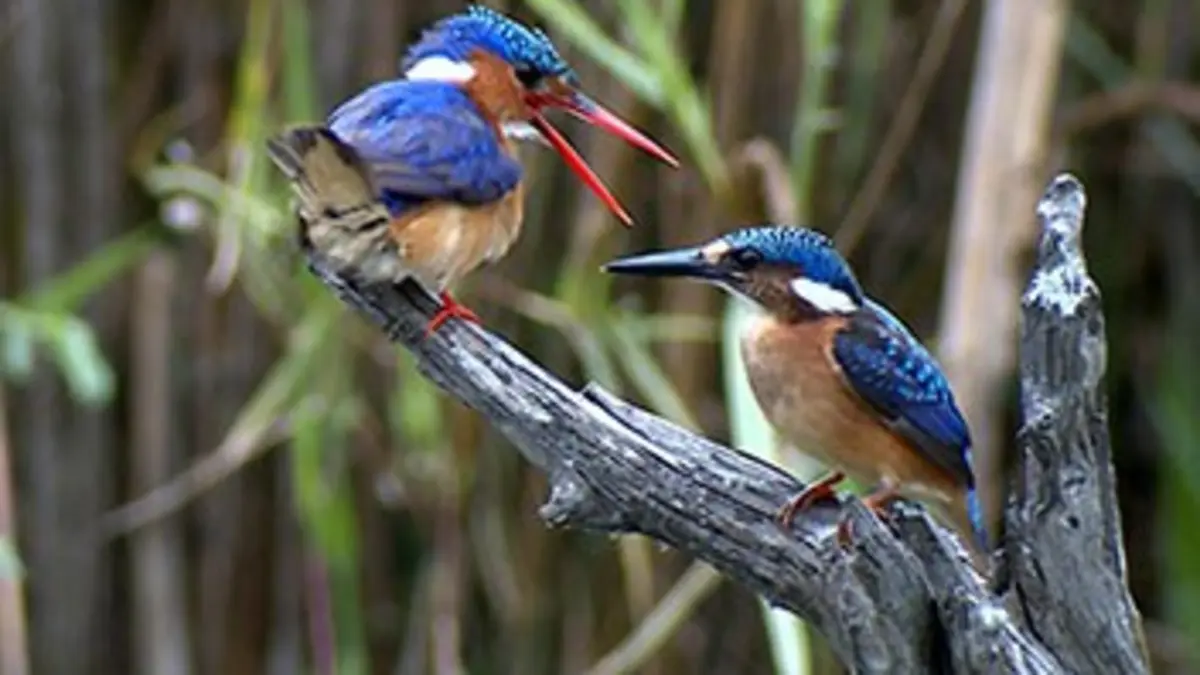 Icônes de la vie sauvage E03 Les oiseaux d'Afrique