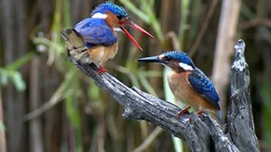 Les oiseaux d'Afrique