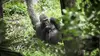 Idjanga, la forêt aux gorilles (2022)