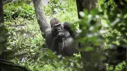 Sur Ushuaïa TV à 22h05 : Idjanga, la forêt aux gorilles