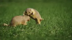 Il était une fois dans la prairie