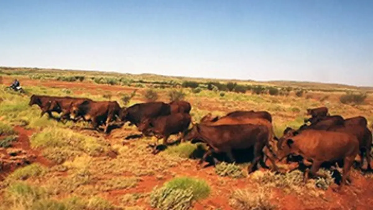Il était une fois dans le bush