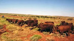 Visuel de Il était une fois dans le bush