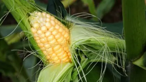 Audiences TV : Il était une fois l'Humanité