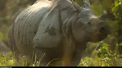 Il était une fois l'Inde sauvage