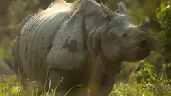 Il était une fois l'Inde sauvage