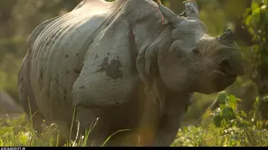 Il était une fois l'Inde sauvage S01E06 Les jeunes du désert