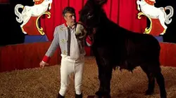 Visuel de Il était une fois le cheval au cirque