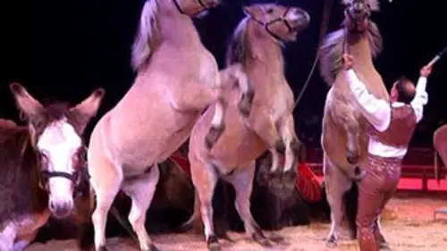 Il était une fois le cheval au cirque