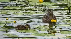 Il était une fois un vieux canal