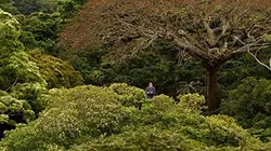 Il était une forêt en streaming