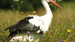 Visuel de Il était une prairie...